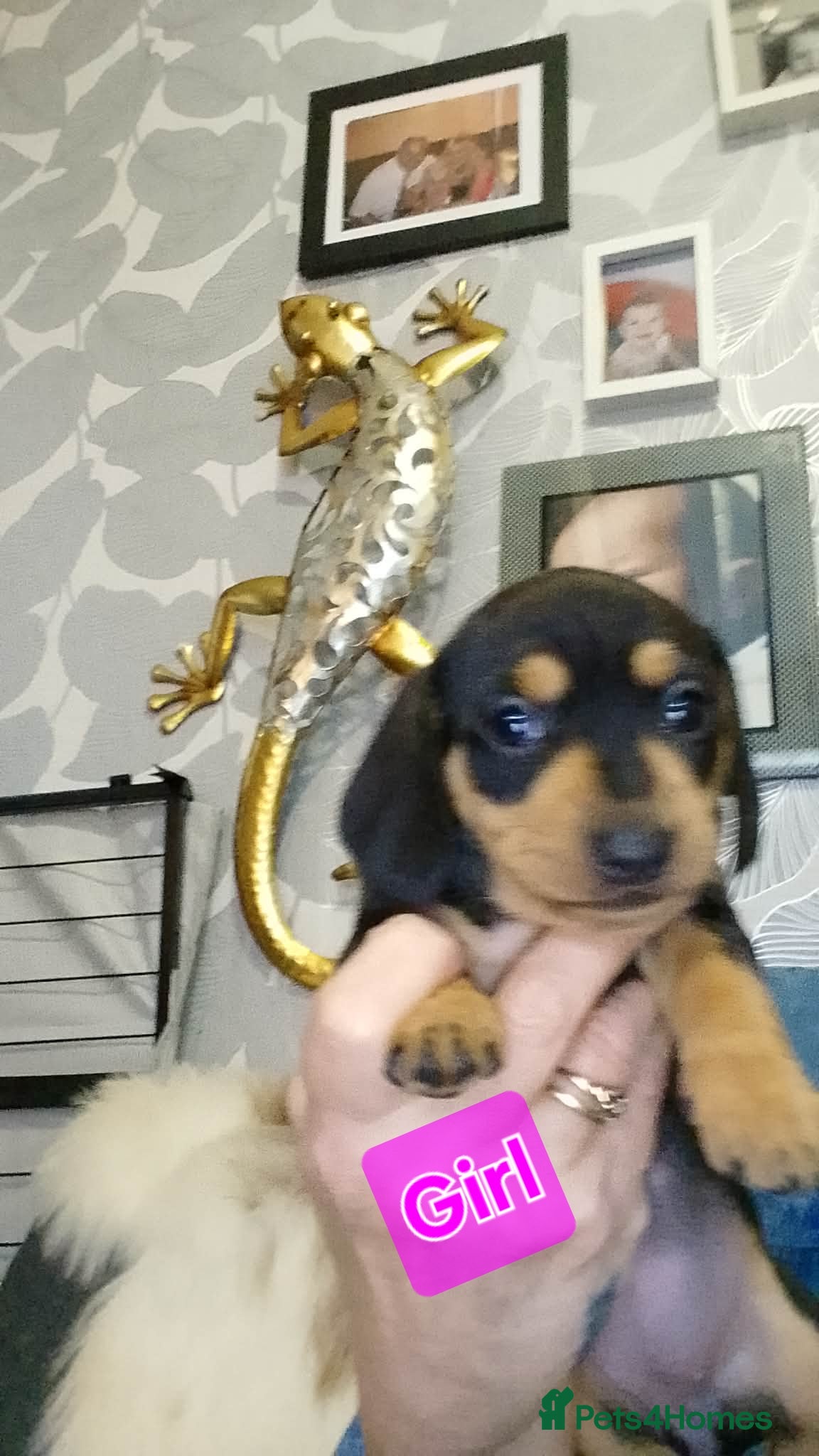 Miniature Dachshund dogs Kc Smooth hair dachsund - Advert 6