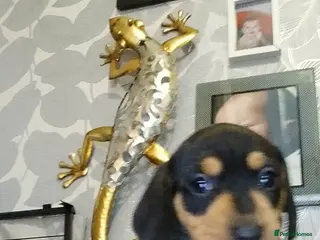 Miniature Dachshund dogs Kc Smooth hair dachsund - Advert 6