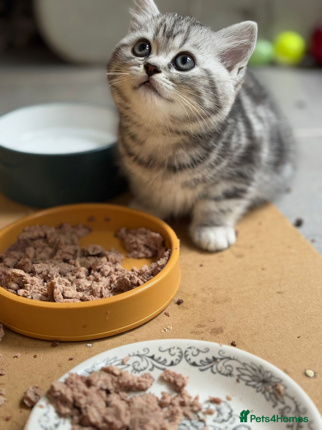British Shorthair cats for sale: Beautiful registered British Shorthaired Kittens - Image 11