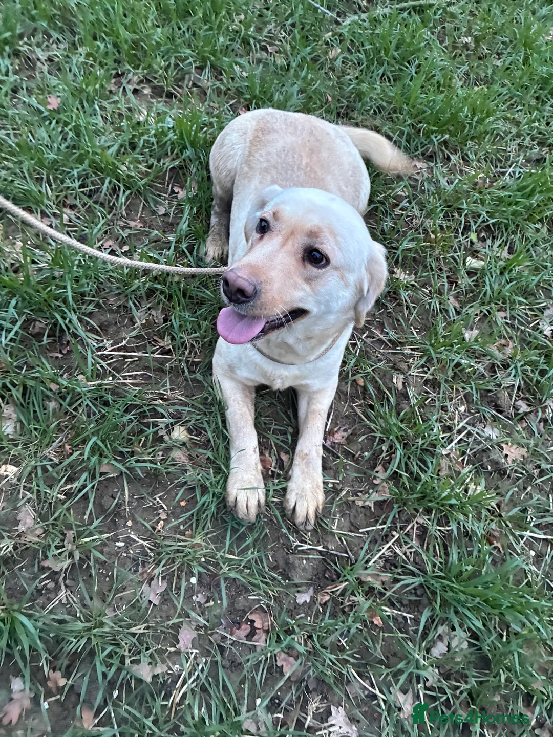 Labrador Retriever dogs for sale: Yellow Labrador retriever bitch  - Advert 1