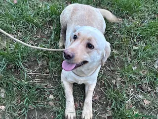 Labrador Retriever dogs Yellow Labrador retriever bitch - Advert 1