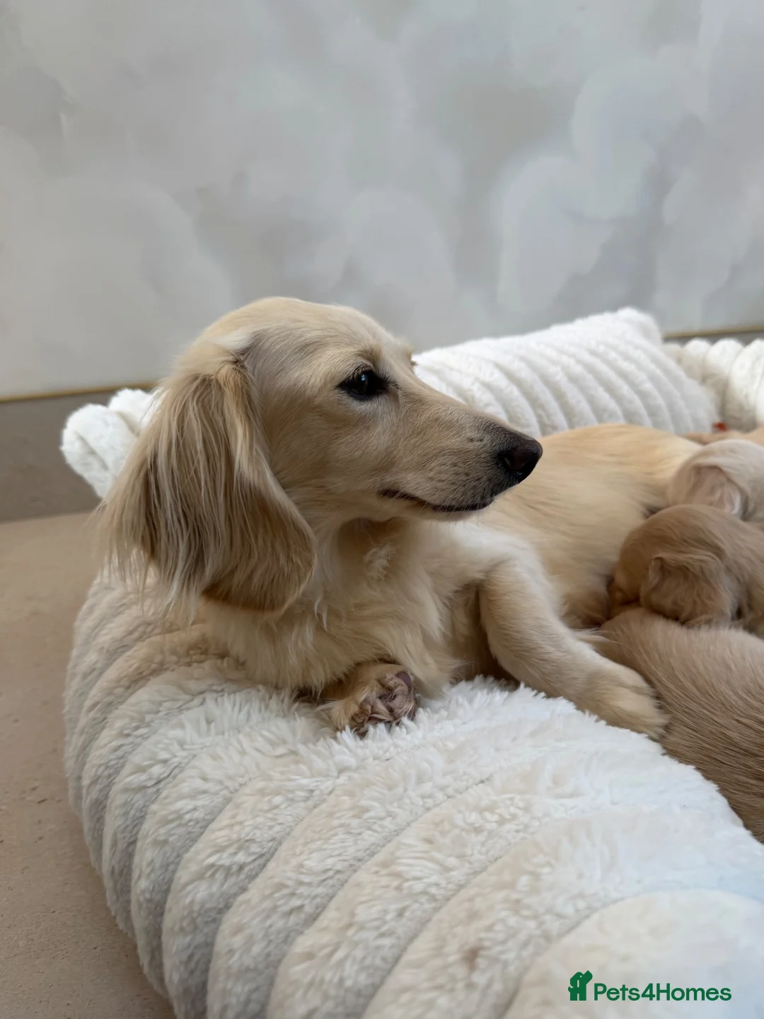Miniature Dachshund dogs for sale: Intensity cream long hair miniature Dachshunds 🍦 - Advert 1
