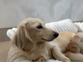 Miniature Dachshund dogs Intensity cream long hair miniature Dachshunds 🍦 - Advert 1