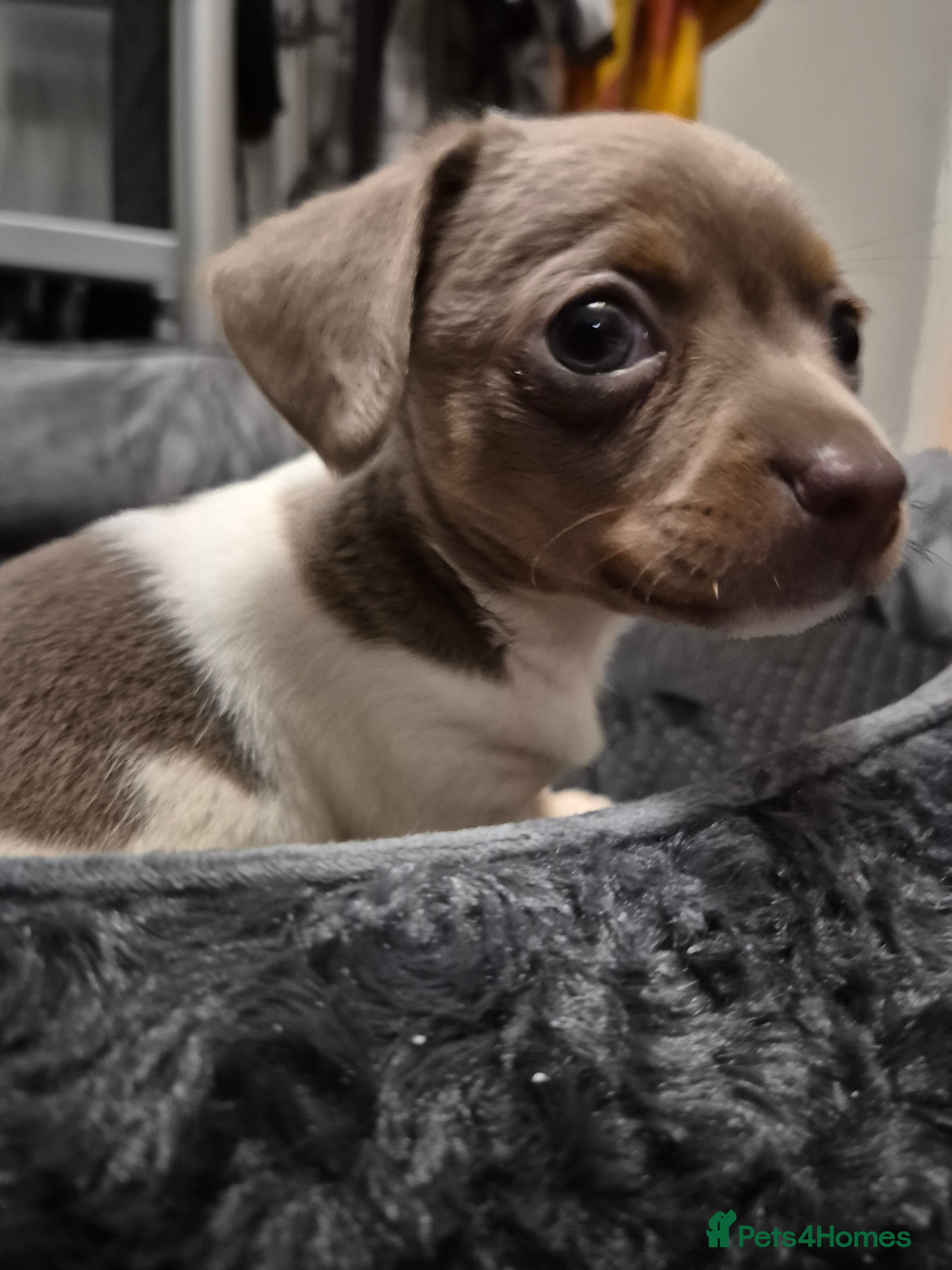 Chiweenie dogs Our sweet little Milo needs to be re-homed asap - Advert 10