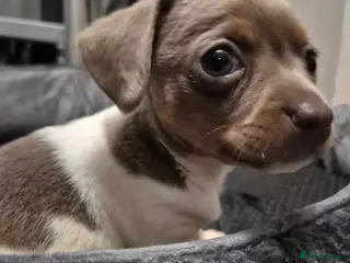 Chiweenie dogs Our sweet little Milo needs to be re-homed asap - Advert 10