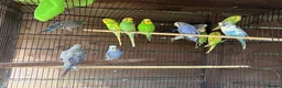 Budgerigars birds for sale: Budgies for sale  - Advert 2