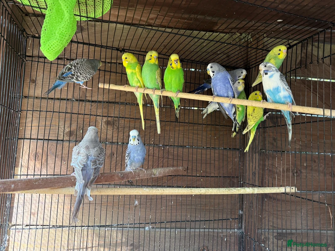 Budgerigars birds for sale: Budgies for sale  - Advert 2