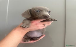 Miniature Dachshund dogs for sale: Miniature dachshunds  - Image 12