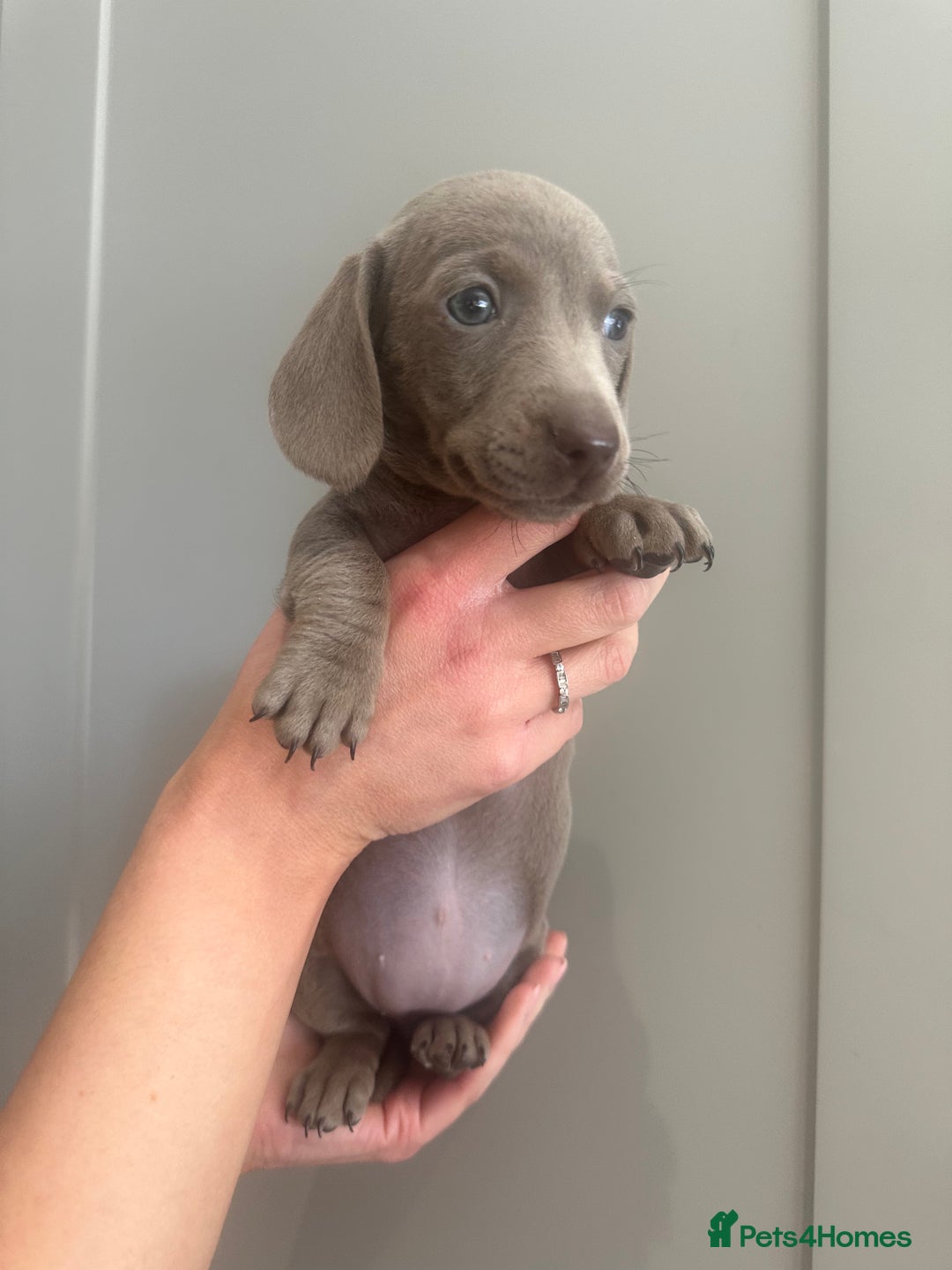 Miniature Dachshund dogs for sale: Miniature dachshunds  - Image 12