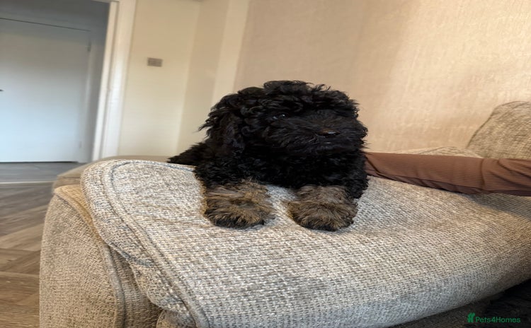 Labradoodle dogs - Advert 6