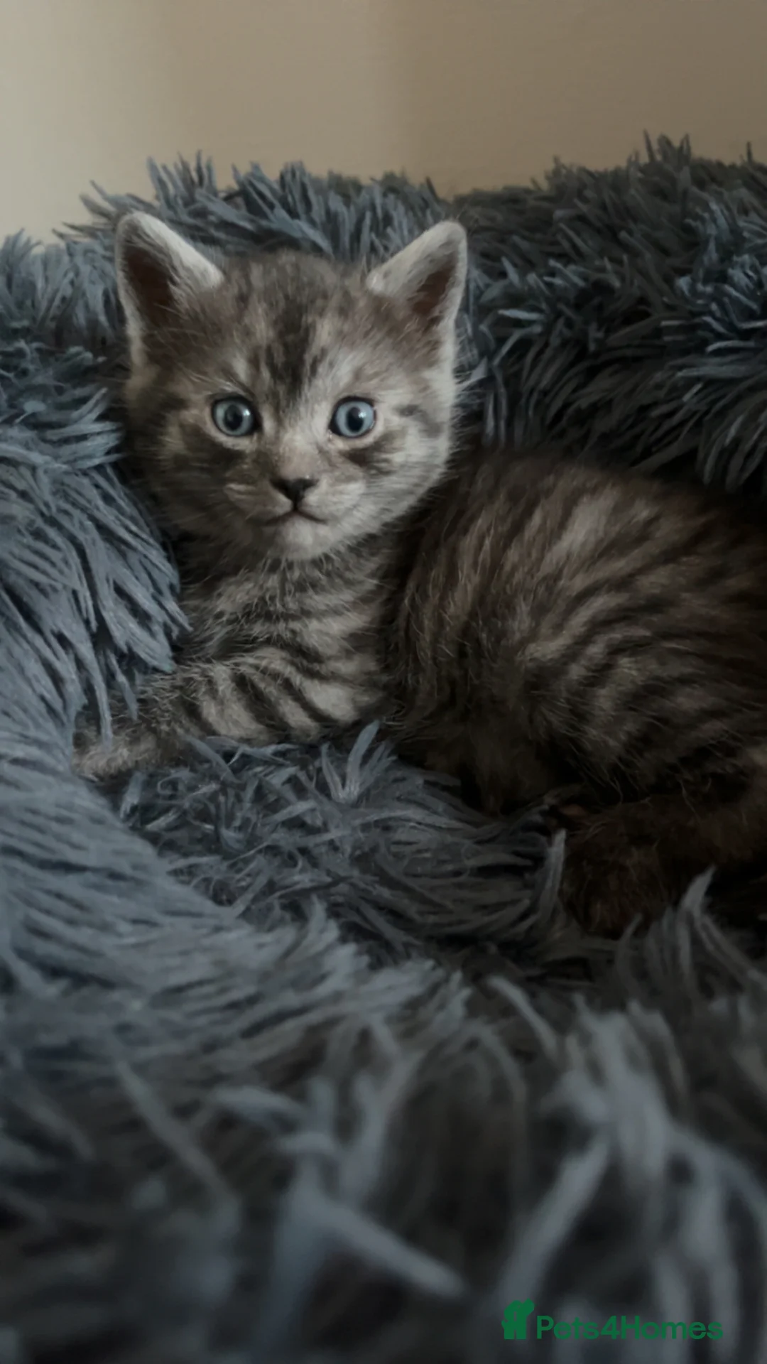 British Shorthair cats for sale: 1 male British shorthair  - Advert 1