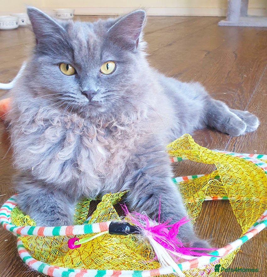 Ragdoll cats Beautiful 16 month old Girl Available - Advert 1