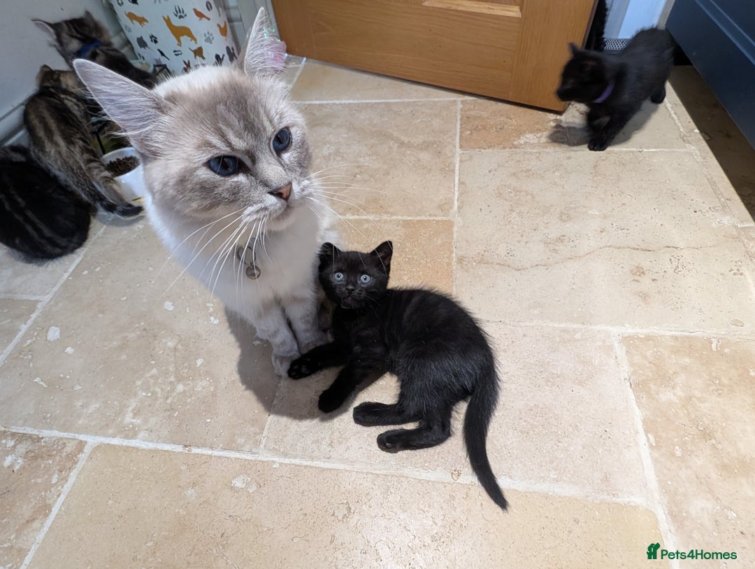 Ragdoll cats for sale: Black male Ragdoll x kitten  - Image 5