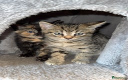 Bengal cats for sale: Kitten and mother for sale - Image 4