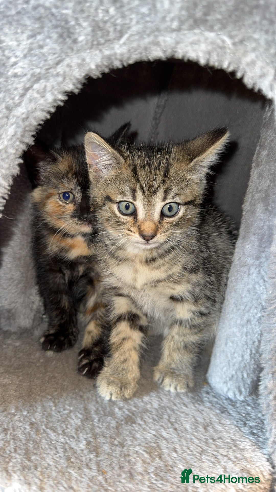 Bengal cats for sale: Kitten and mother for sale - Image 4