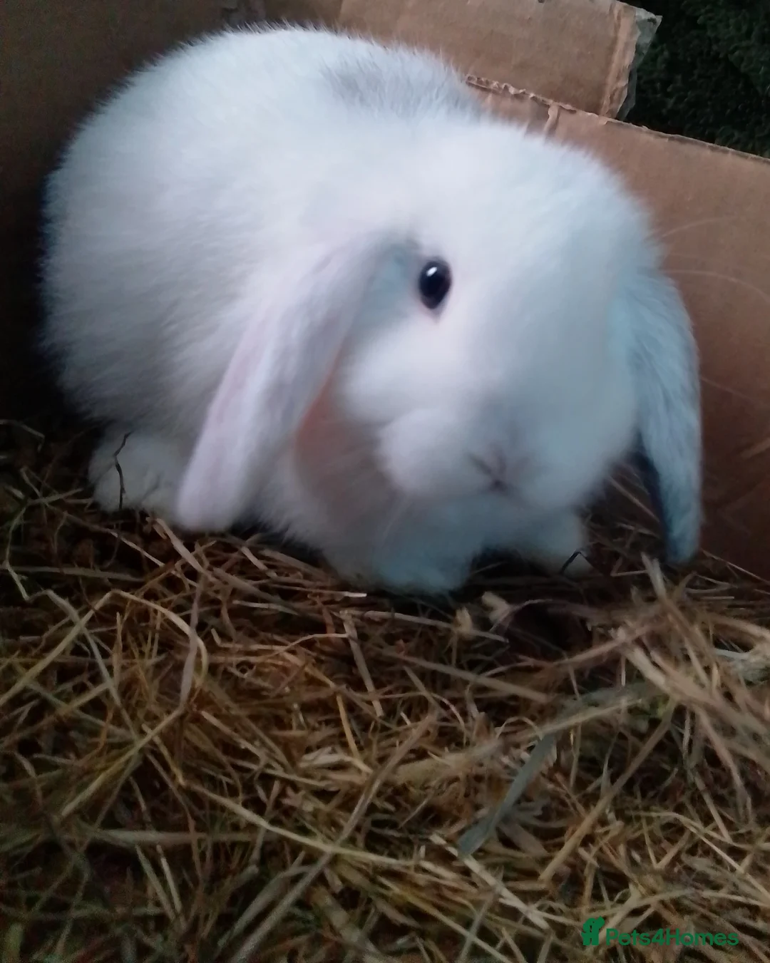 Mini Lop rabbits for sale: Pure Mini Lop Bunnies Ready to go  - Advert 2