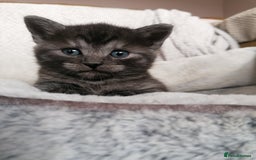 Domestic Shorthair cats for sale: Stunning kittens for sale  - Image 7