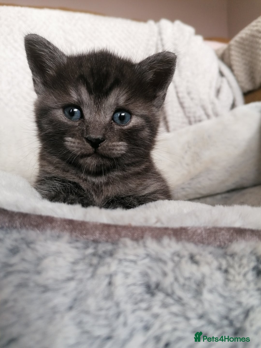 Domestic Shorthair cats for sale: Stunning kittens for sale  - Image 7