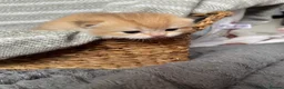 British Shorthair cats for sale: Beautiful BSH NY11 NY12 kittens - Advert 9