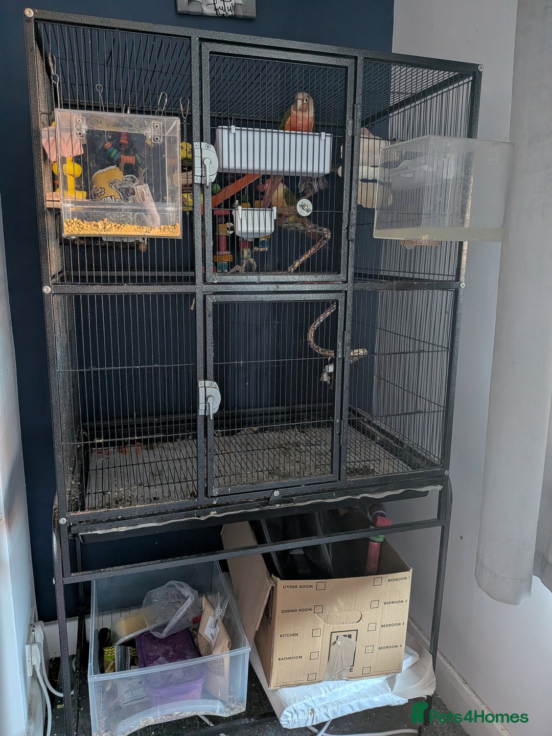 Conures birds for sale: Male & Female Greencheek highred Conures  - Advert 6