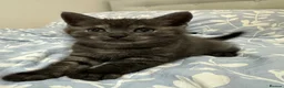 Mixed Breed cats for sale: Adorable Kittens Ready From 6th June - Advert 21