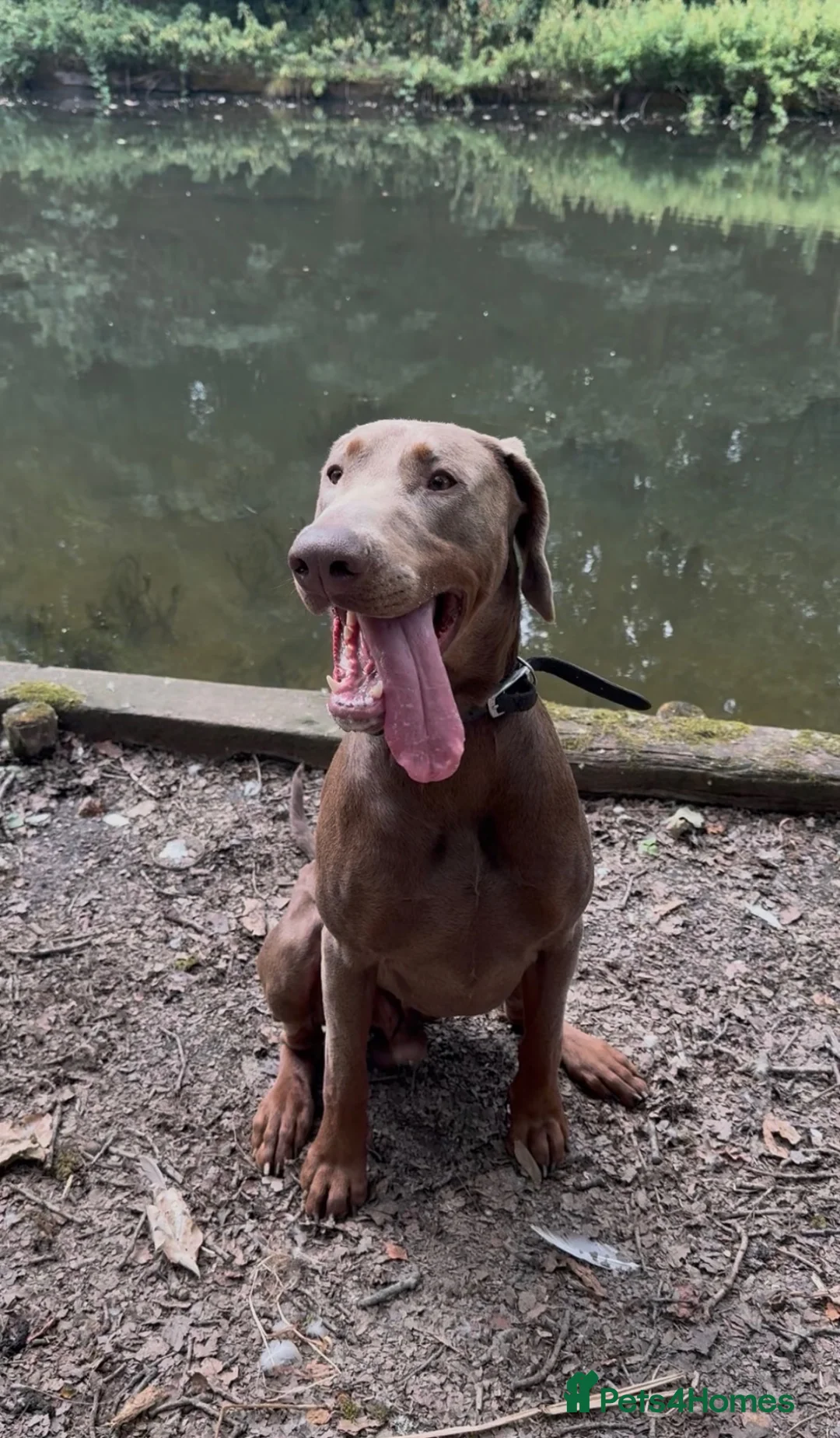 Dobermann dogs for stud: Charming (Proven) Isabella Dobermann Pincher Stud - Advert 2
