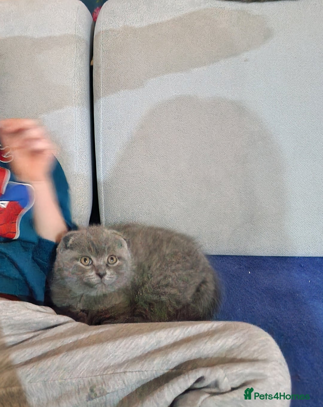 British Shorthair cats for sale: Last Scottish blue fold boy - Advert 3