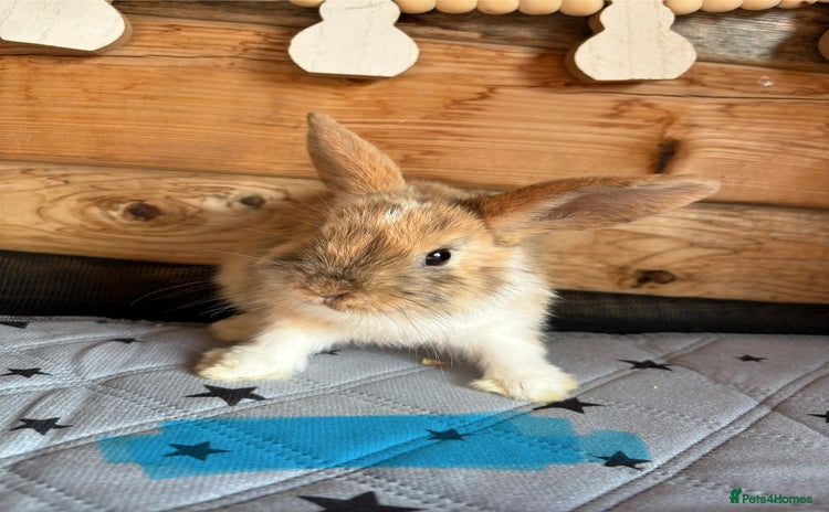 Mixed Breed rabbits - Advert 1