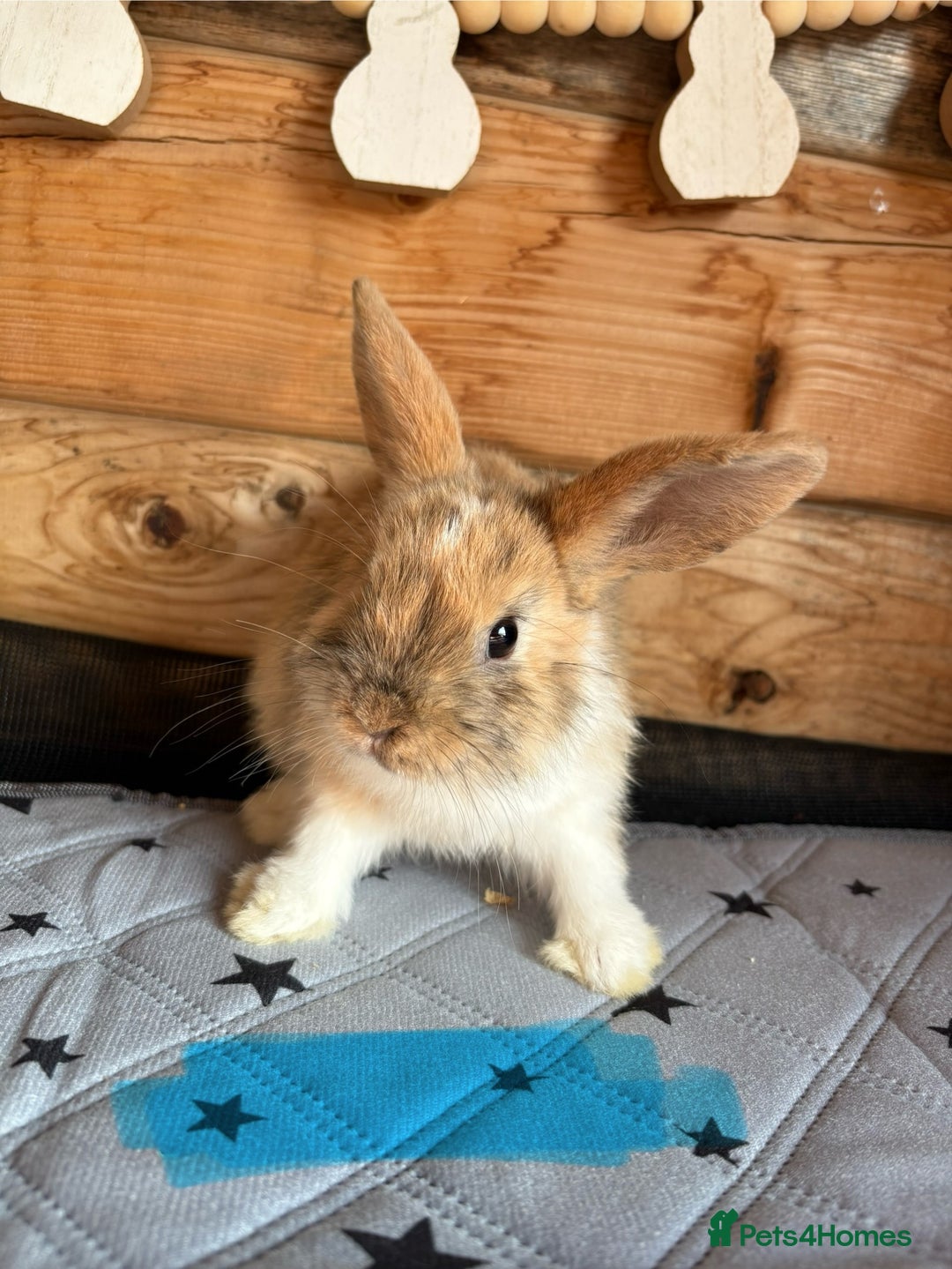 Mixed Breed rabbits for sale: 2 baby bunnies ready for new homes - Image 1