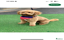 Mixed Breed dogs for sale: Boarder terrier cross Toy poodle - Image 9