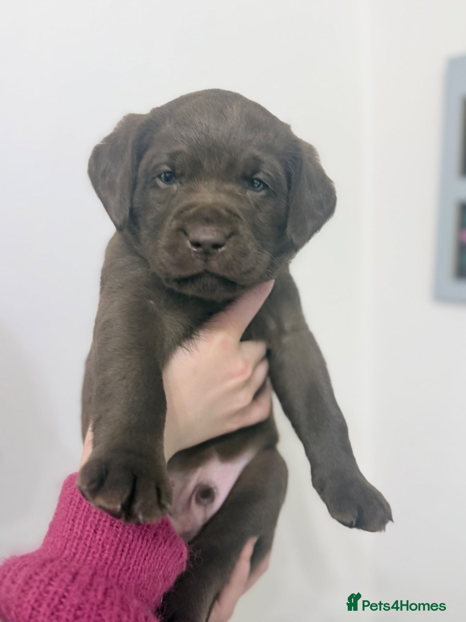 Labrador Retriever dogs Chunky KC Registered Chocolate Labrador Puppies - Advert 2