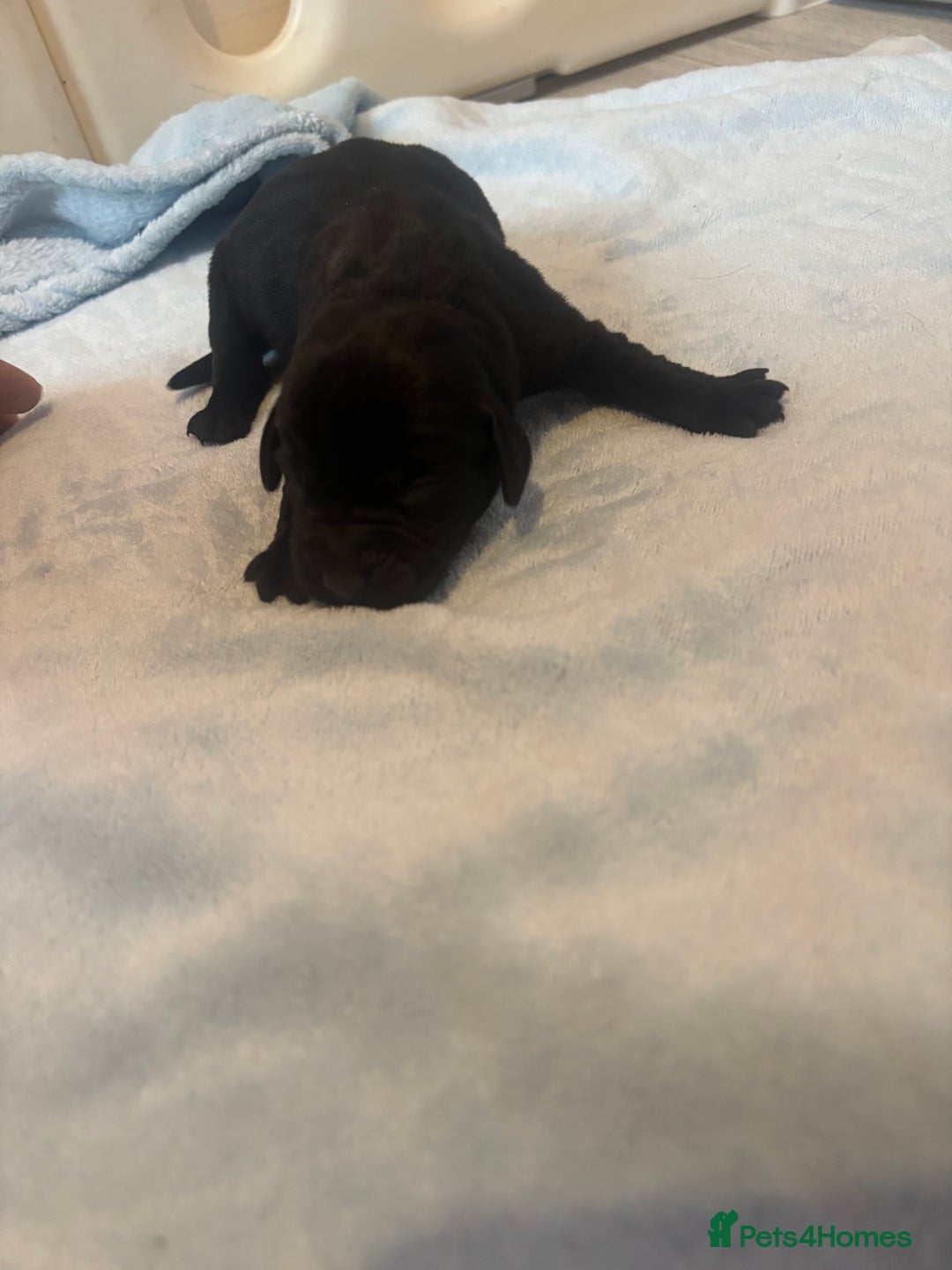 Labrador Retriever dogs for sale:  Labrador puppies - Image 9