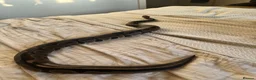 Python Snake reptiles for sale: Royal ball python and set up.  in Hemel Hempstead - Advert 1