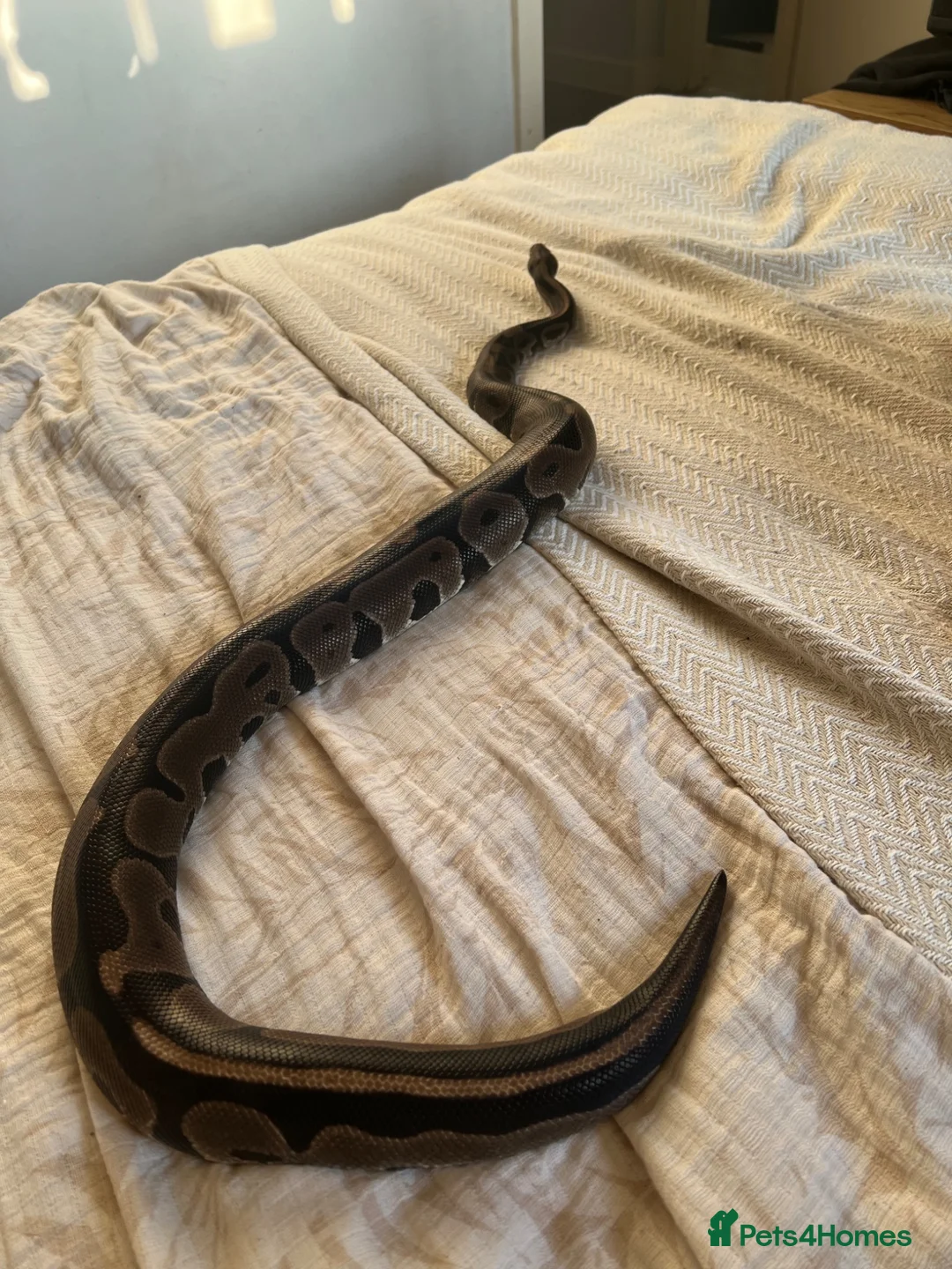 Python Snake reptiles for sale: Royal ball python and set up.  in Hemel Hempstead - Advert 1