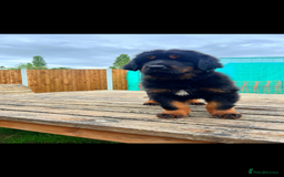 Tibetan Mastiff dogs for sale: 6 Tibetan Mastiff Puppies - Image 21
