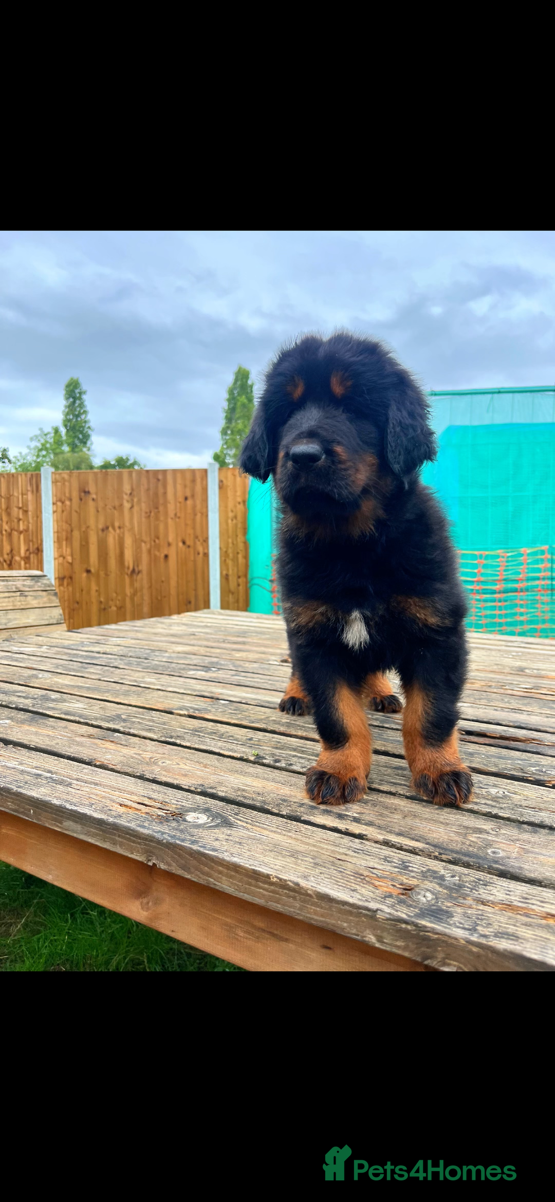 Tibetan Mastiff dogs for sale: 6 Tibetan Mastiff Puppies - Image 21