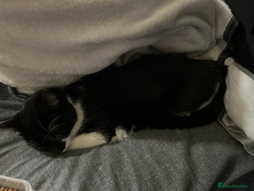 Mixed Breed cats for sale: Duchess mason - Advert 8