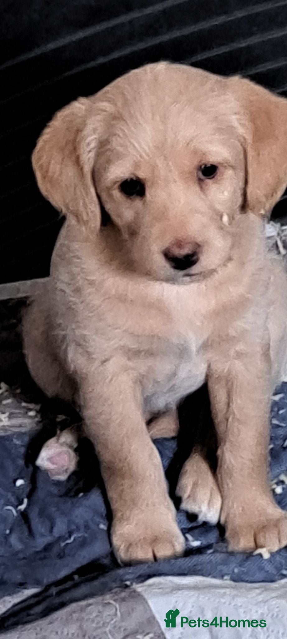 Labradoodle dogs Beautiful F1 Minature Labradoodles - 6 weeks old - Advert 2