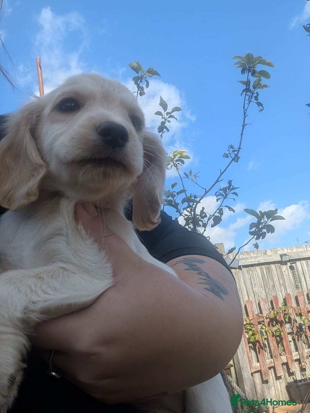 Cocker Spaniel dogs for sale: Working type cocker spaniel puppies  - Image 6