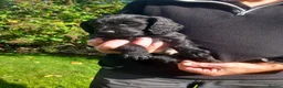 Cocker Spaniel dogs for sale: Working Cocker Spaniel Puppies - Advert 3