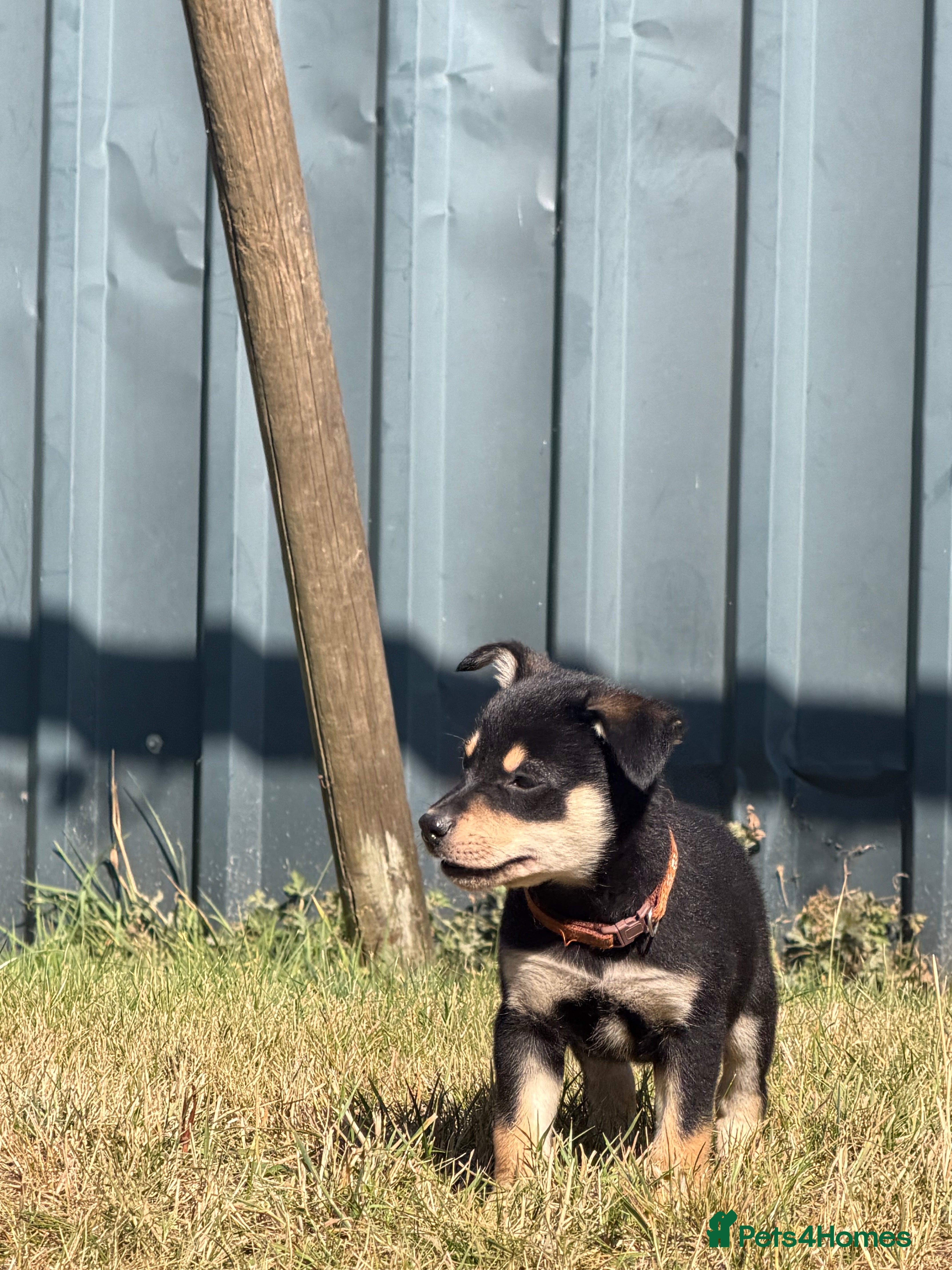 Australian Kelpie dogs Pure Bred Kelpie pups - Advert 2