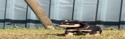 Australian Kelpie dogs for sale: Pure Bred Kelpie pups - Advert 22