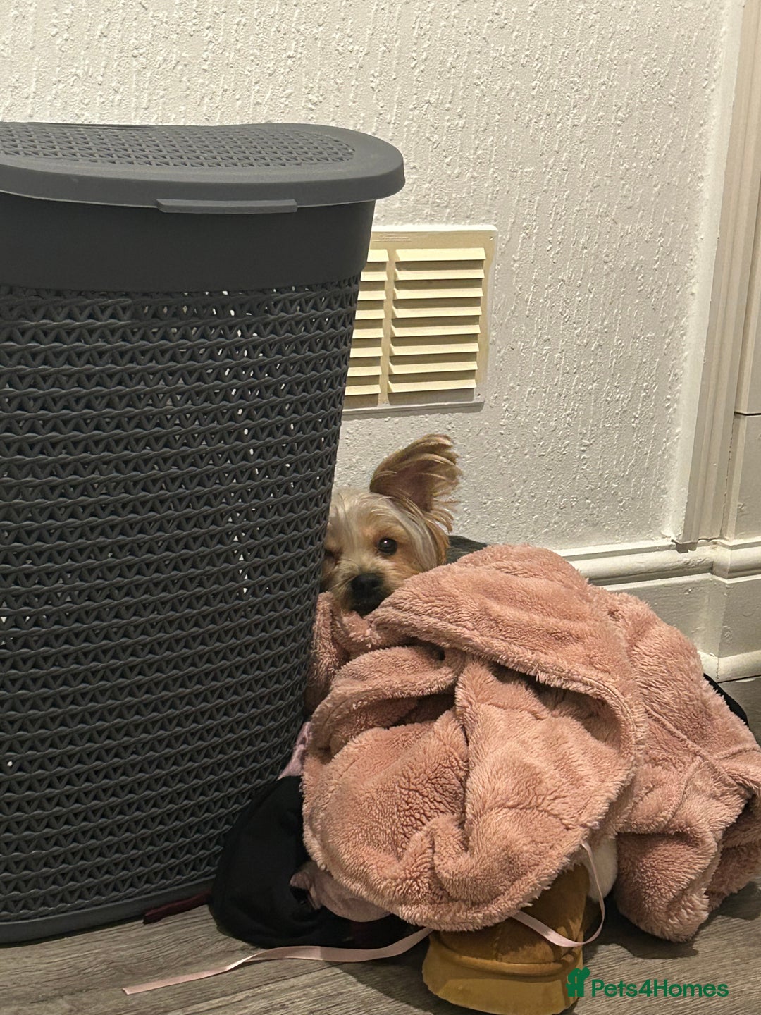 Yorkshire Terrier dogs for sale: Yorkshire Terrier, Female - Full Sized - 1yr old  - Advert 5