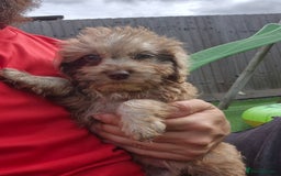 Cockapoo dogs for sale: F1 type cockepoos  - Image 16