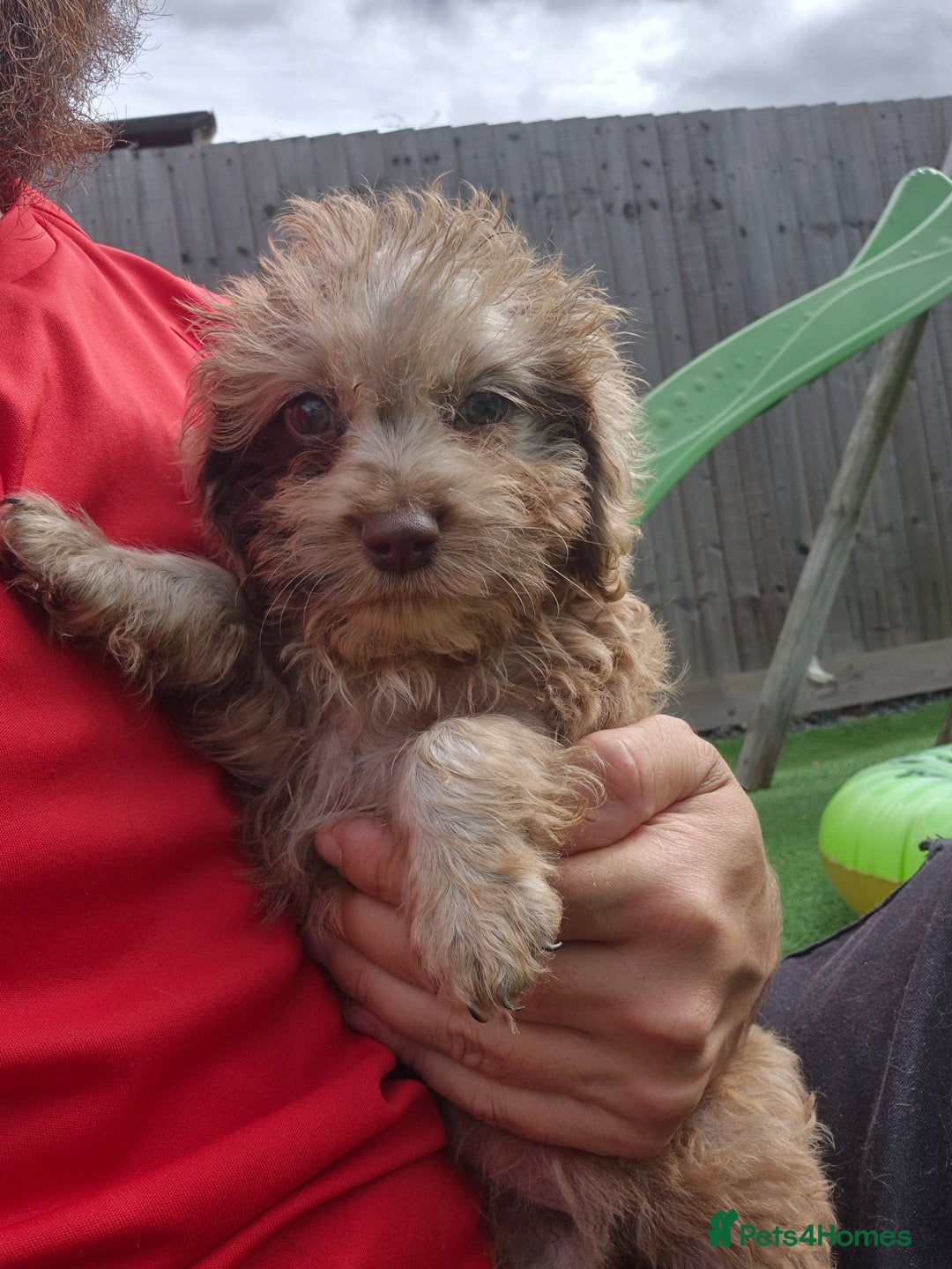 Cockapoo dogs for sale: F1 type cockepoos  - Image 16