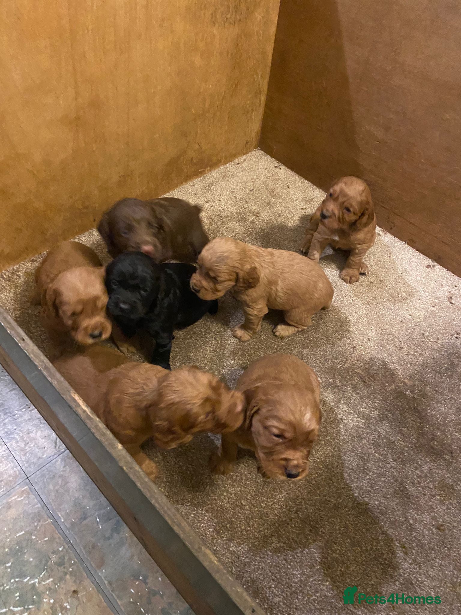 Cocker Spaniel dogs Working cocker spaniels - Advert 2