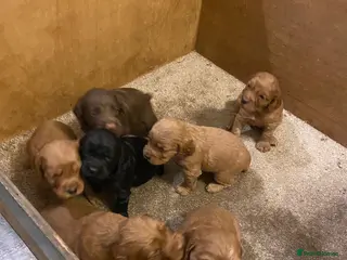 Cocker Spaniel dogs Working cocker spaniels - Advert 19