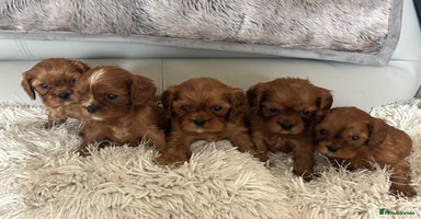 Cavalier King Charles Spaniel dogs - Advert 9