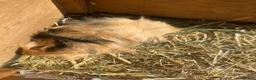Guinea Pig rodents for sale: 2 Pretty baby long haired female guinea pigs. - Advert 9