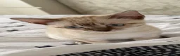 Bengal cats for sale: Snow bengal kittens  - Advert 5